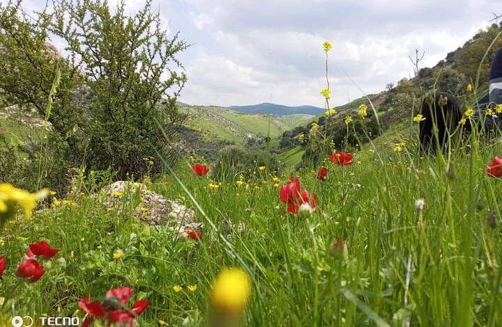 ربيع عجلون يستقطب آلاف الزوار