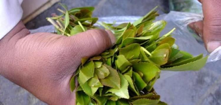 السعودية.. ضبط شخص بحوزته 117 كيلوغرام من القات