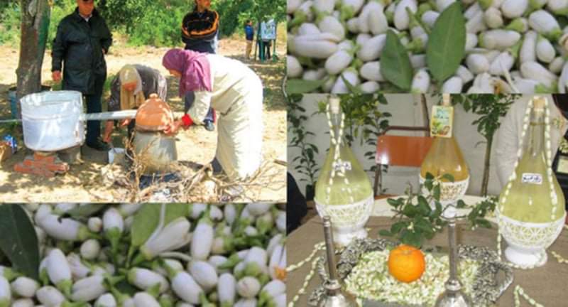 تونس ...نجاح باهر لمهرجان تقطير الزهر في دورته الثامنة ...تقليد تاريخي معطّر