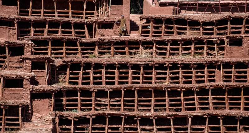 النحل يهجر أقدم مزرعة جماعية بالعالم بسبب الجفاف في المغرب