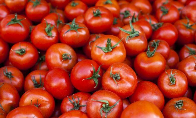 أردنيون عن ارتفاع أسعار البندورة: لو تنزل الانتخابات تنجح!