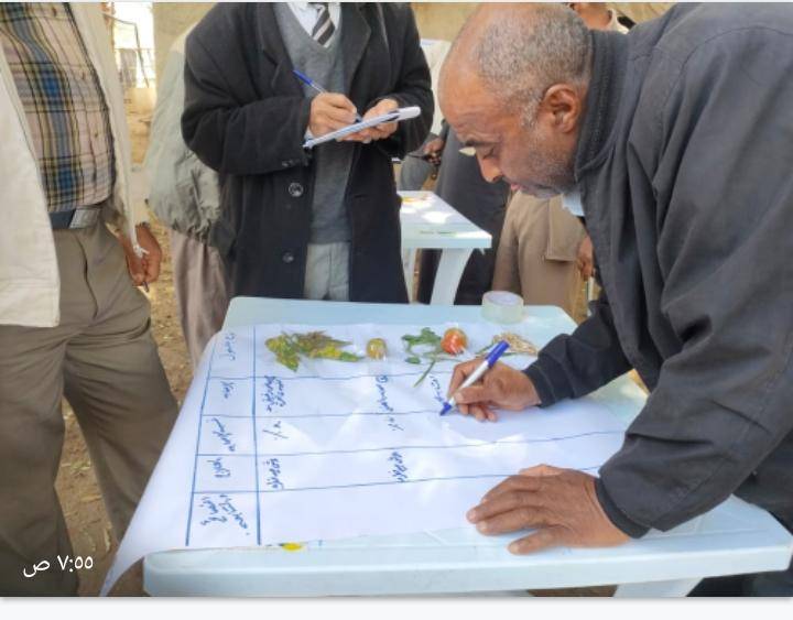 البحوث الزراعية ينفذ مدارس حقلية لمحصول البندورة في الاغوار الجنوبية