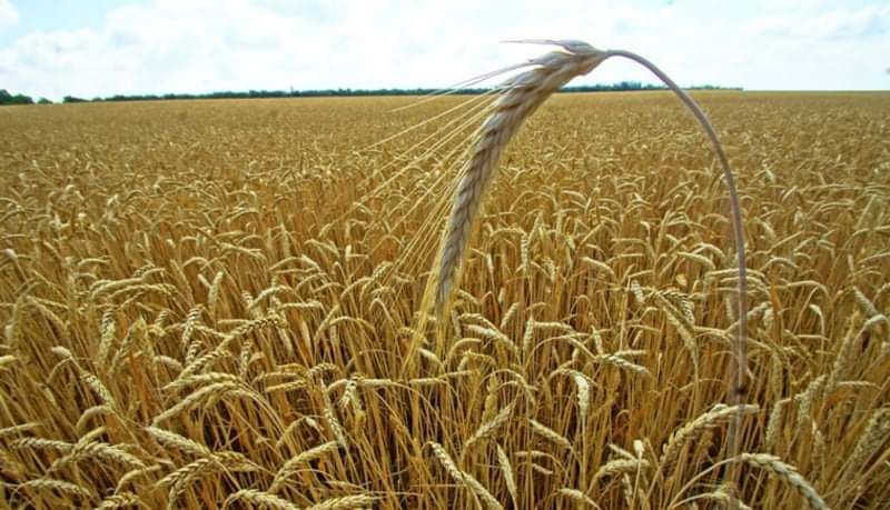 أسعار السلع الغذائية تبلغ أعلى مستوياتها بسبب الحرب في أوكرانيا