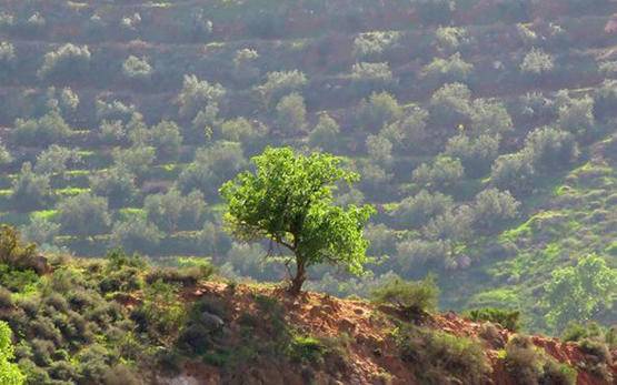 أجواء ربيعية و انخفاض على درجات الحرارة السبت