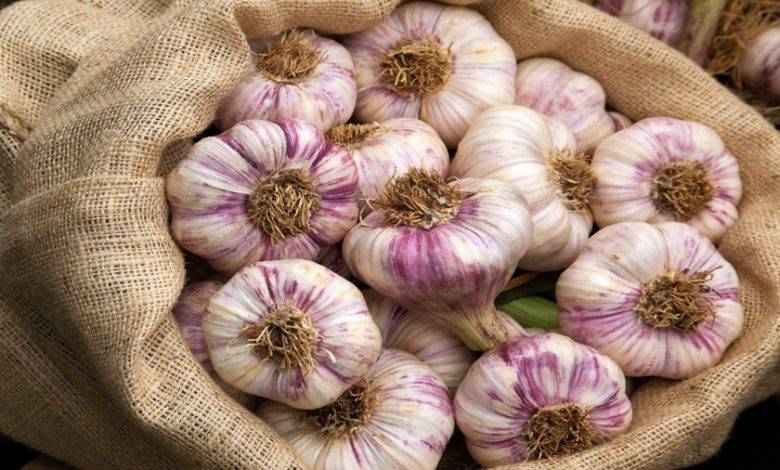 نقابة مصدري الخضار” تؤكد اللجوء للقضاء لمحاسبة ناشري “فيديو الثوم”