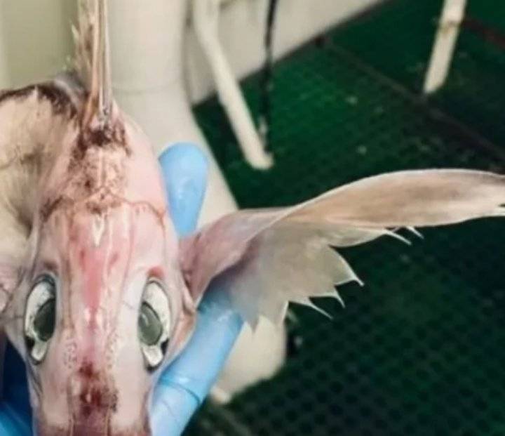 حيوان غريب يثير حيرة الكثيرين.. ويرعب البعض