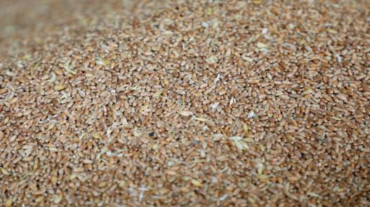 أوكرانيا قادرة على تصدير 600 ألف طن من الحبوب والبذور الزيتية شهريا