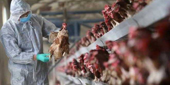 إعدام أكثر من 13 مليوناً من الدواجن في فرنسا بسبب انفلونزا الطيور