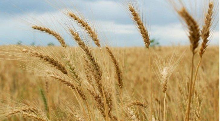 الحرب الأوكرانية تهدد الأمن الغذائي الأفريقي