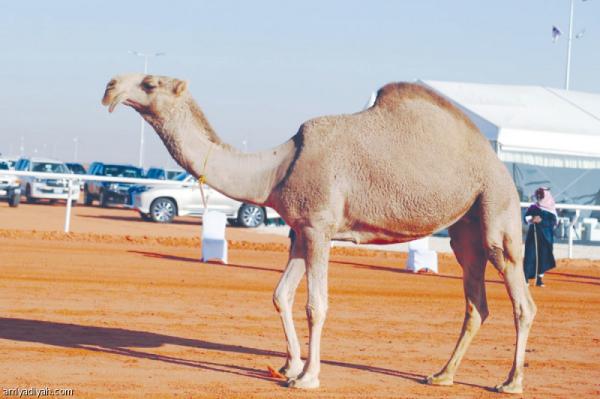 دولة عربية تطلق أول بوليصة تأمين على الإبل في العالم