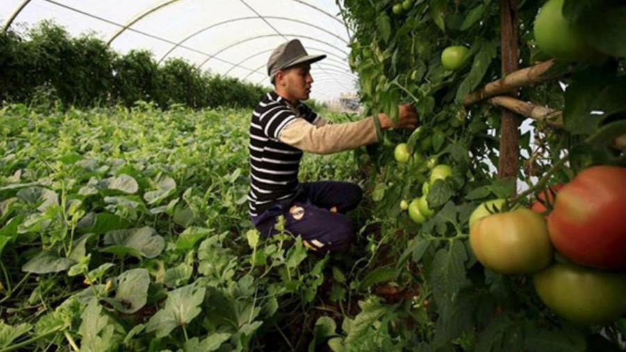 الجزائر الأولى إفريقياً في الأمن الغذائي