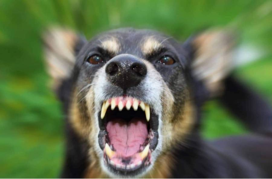 كلب يعقر طفلًا في لواء الموقر ...صور