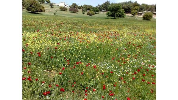 أجواء ربيعية معتدلة يومي الخميس والجمعة