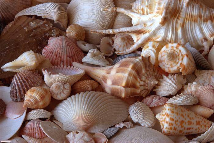 مصر تضبط اردنيا حاول تهريب احياء بحرية