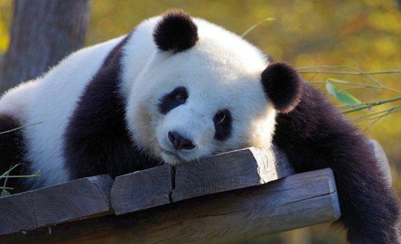 50 عاما على اتفاقية تبادل الباندا بين واشنطن وبكين