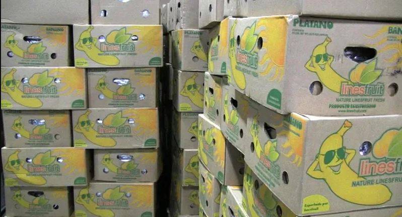 الإكوادور ضبط كوكايين في شحنة موز متجهة إلى بلجيكا