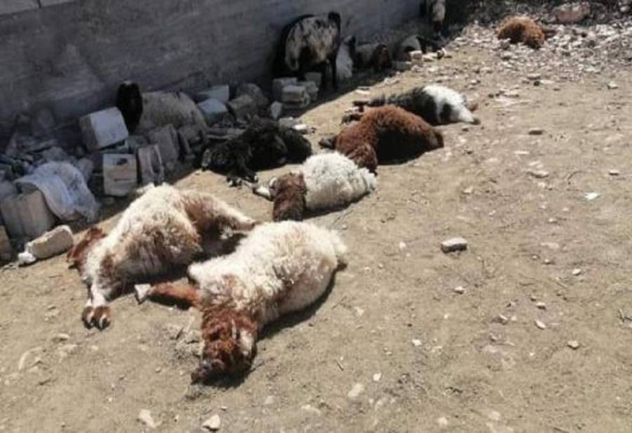 جرش.. كلاب ضالة تتسبب بنفوق 38 رأس غنم