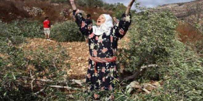 مستوطنون يقطعون عشرات أشجار الزيتون للفلسطينيين جنوب بيت لحم