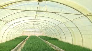 الزراعة تدعم جمعية شباب ذيبان للتنمية الزراعية والاستزراع السمكي