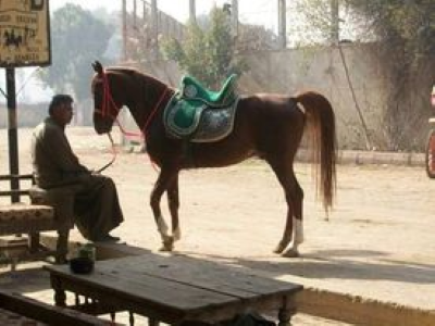 مدعي النبوة.. مدمن مخدرات ويتجول بحصانه في الشارع