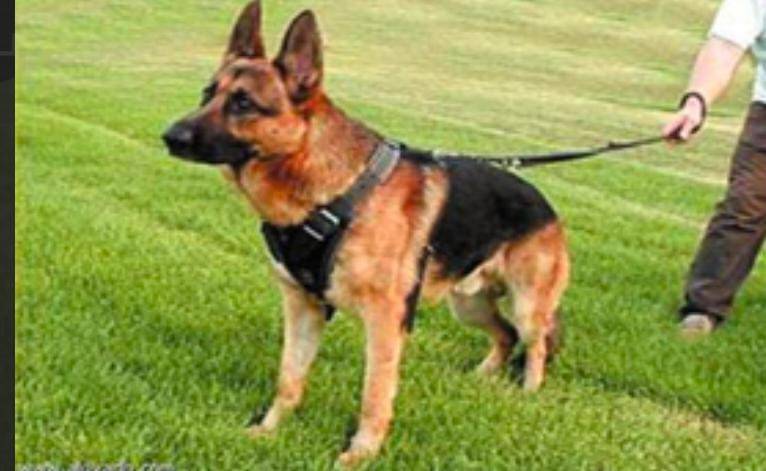 لص يعض كلبا بوليسيا في وجهه ونقله الكلب  للمستشفى لتلقي العلاج