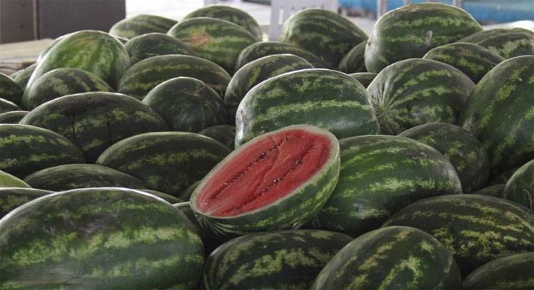 الزراعة تؤكد سلامة منتج البطيخ الأردني