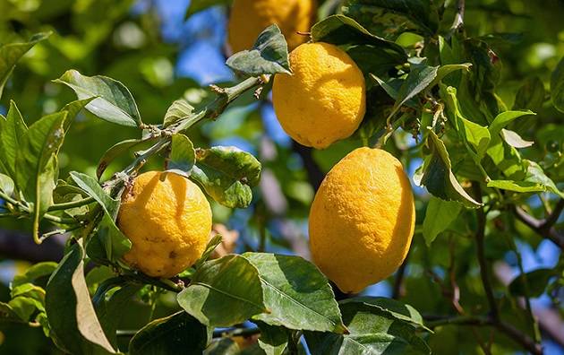 تطورات أسعار الخضار.. وسعر جديد لليمون