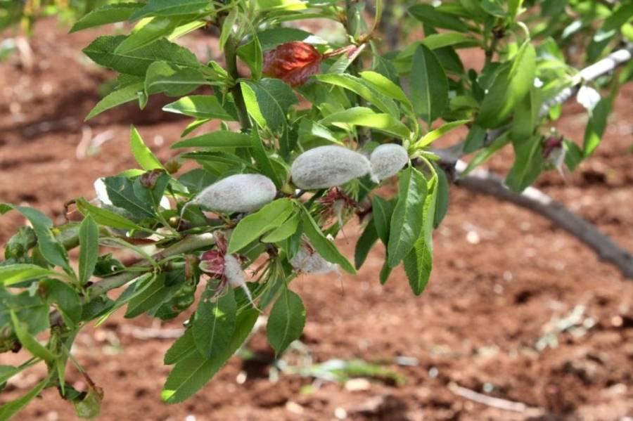 وزير الزراعة يتفقد قطاع اللوزيات في إربد