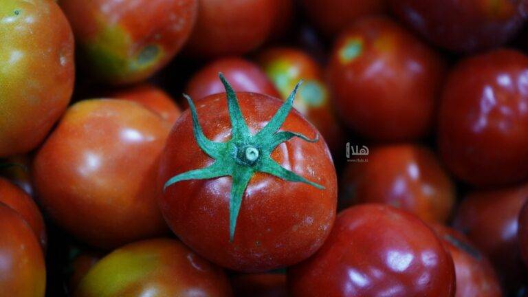 إربد: استقرار أسعار أصناف خضار وفواكه وانخفاض أخرى