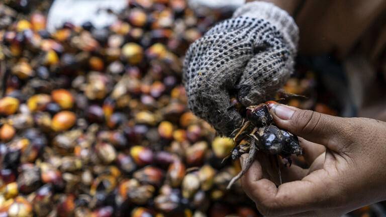 اندونيسيا تطبق قرار وقف تصدير زيت النخيل