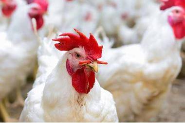 أصحاب مزارع دواجن يبررون رفع سعر بيع الدجاج