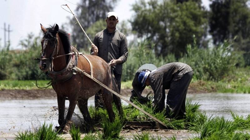 أزمة المناخ.. دلتا النيل في قلب العاصفة