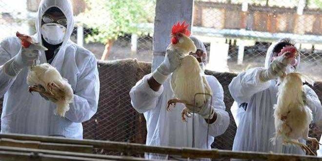 فرنسا تعدم ملايين الطيور الداجنة بسبب تفشي انفلونزا الطيور