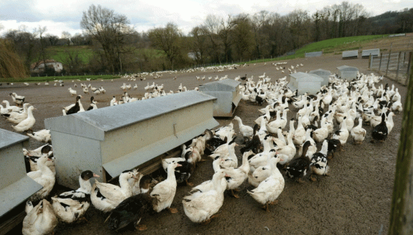 قتل 16 مليون طير في فرنسا بسبب الانفلونزا