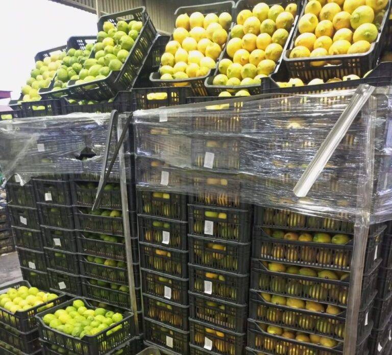 الزراعة: انخفاض أسعار الليمون والخضار في الأسواق المركزية