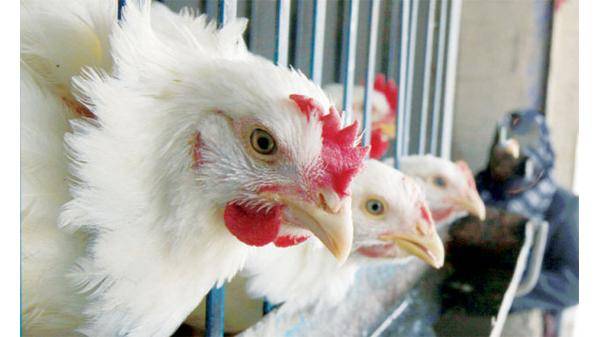 الصناعة: الدجاج متوفر في الأسواق و 350 مخالفة لتجاوز السقوف السعرية