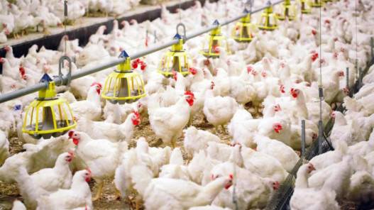 وزارة الصناعة تؤكد وفرة الدجاج في السوق وارتفاع كميات إنتاج الدواجن بعد عيد الفطر