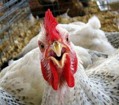 تسعيرة الدواجن في الأردن الأقل على مستوى العالم