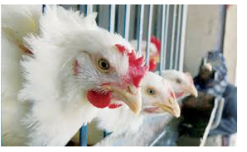 “المزارعين” تطالب بعدم وضع سقوف سعرية على الدواجن
