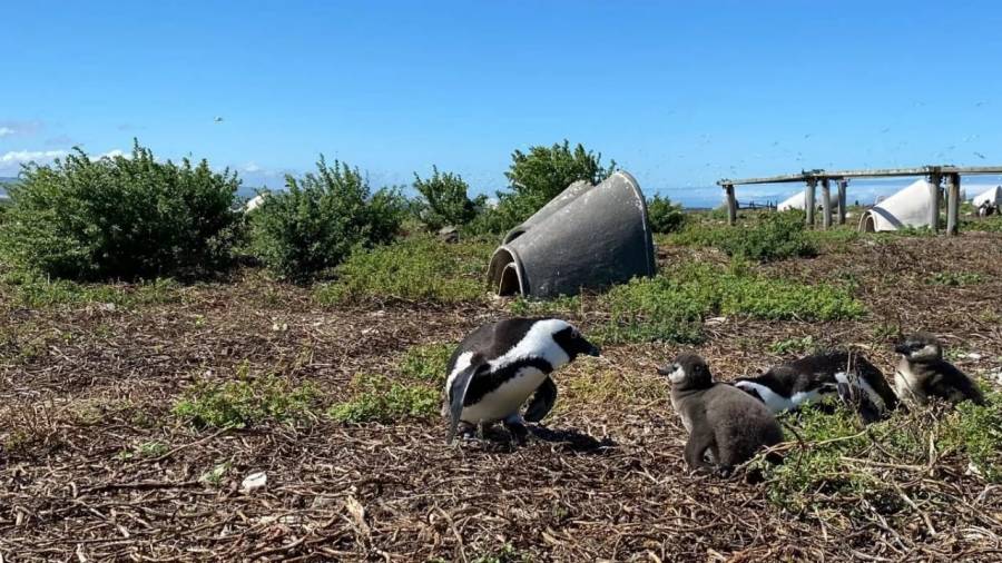 الطيور تتساقط من السماء من شدة الحر في الهند