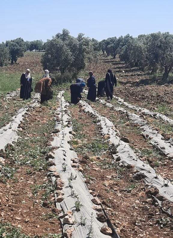 البحوث الزراعية ينفذ مدرسة الزعتر الحقلية في بلدة جحفية.