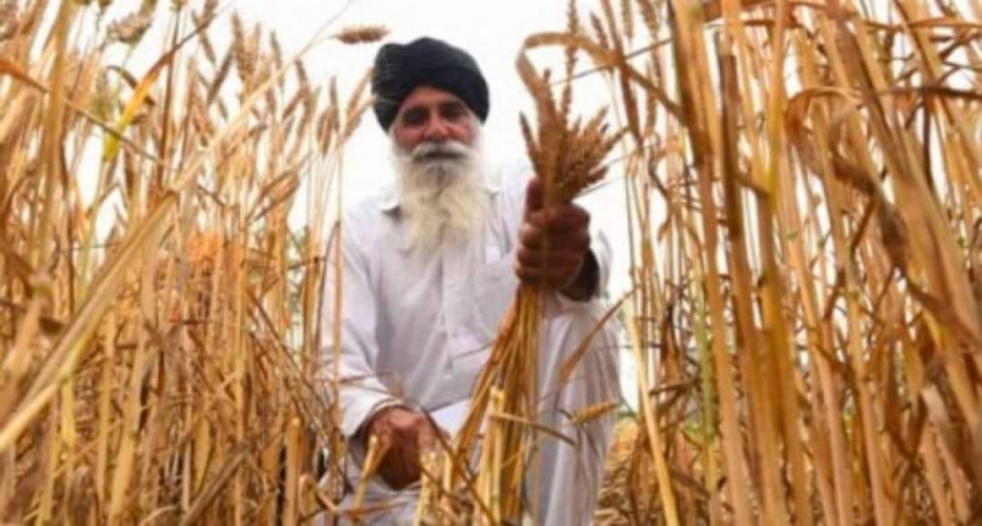 الهند تحظر تصدير القمح بأثر فوري