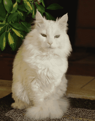 القط الاردني سكر خرج ولم يعد .. والبحث جاري