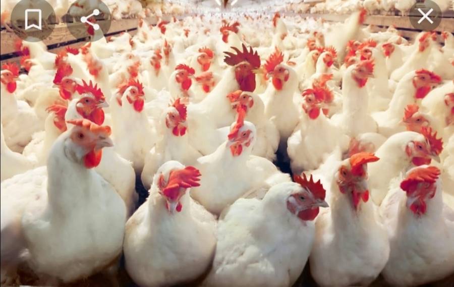 ارتفاع كبير على اسعار بيع الدجاج الحي في بني كنانة يثير غضب المواطنين