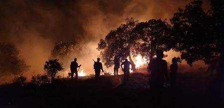 حريق ام قيس أتى على 1200 دونم واستغرق اخماده ليلة كاملة