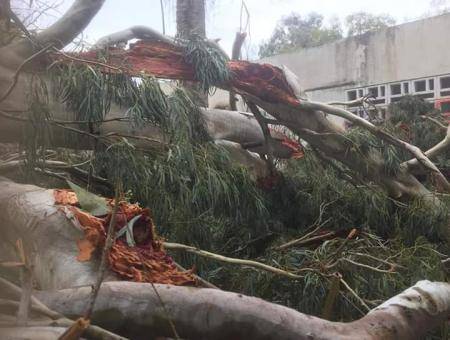 الرياح تتسبب بسقوط أشجار وفصل الكهرباء عن مناطق بالأغوار
