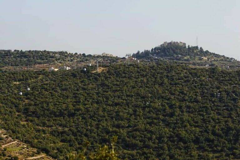 وزير الزراعة: انخفاض التعديات على غابات عجلون بنسبة 20