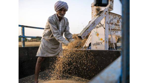 أسعار القمح تصل إلى مستوى قياسي بعد حظر الهند تصديره