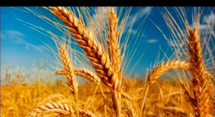 العجارمة  مخزون القمح في الأردن يكفي لـ 8 شهور