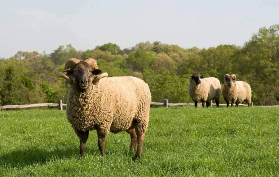 الزراعة: الأردن استورد نحو مليوني رأس ماشية حتى نهاية نيسان